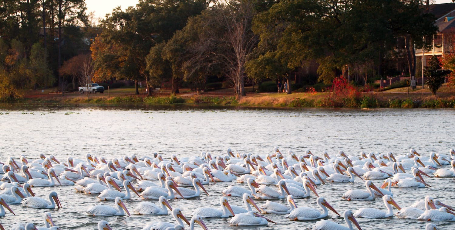 pelicans-university-lakes v2